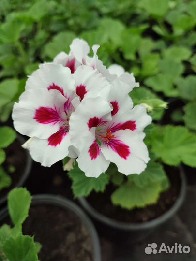 Пеларгония герань