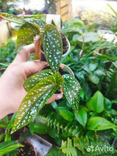 Бегония Альба пикта(макулата)