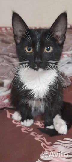 Кошка в дар бесплатно