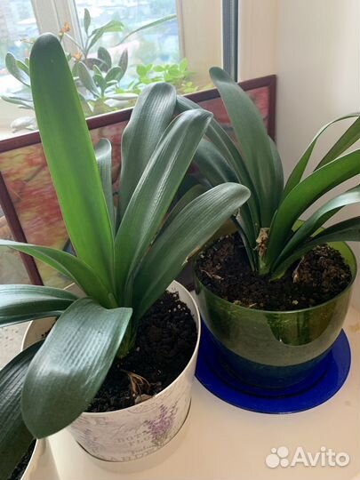 Фикус, китайская роза еще много разных цветов