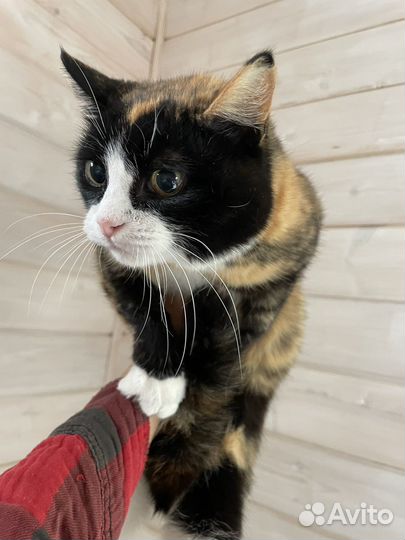 Кошка Соня ищет дом