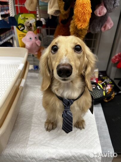 Кроличья такса вязка