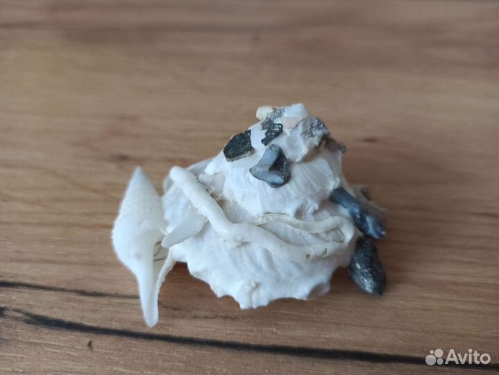 Морская раковина