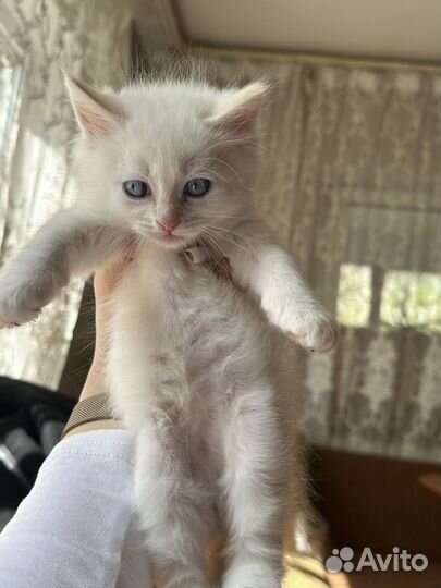 Котенок