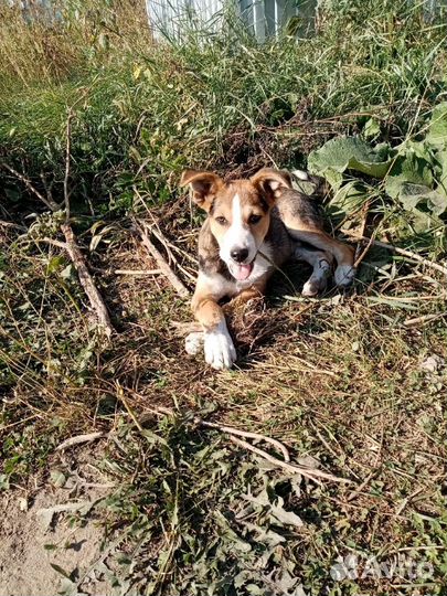 Щенок в добрые руки