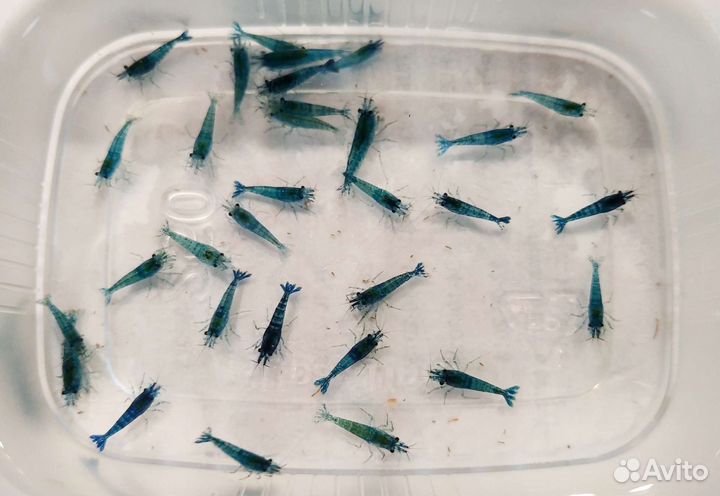 Креветки Блю Дрим