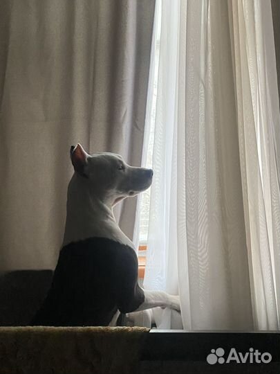 Амстафф вязка