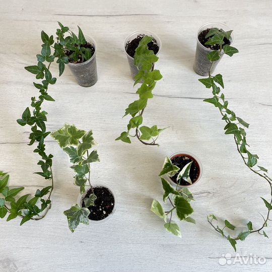 Плющи декортативные, вьюны для фитостен