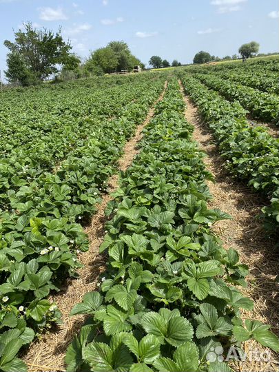 Клубника свежая и доставка