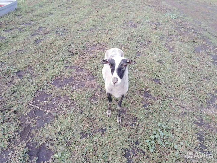 Овцы живым весом