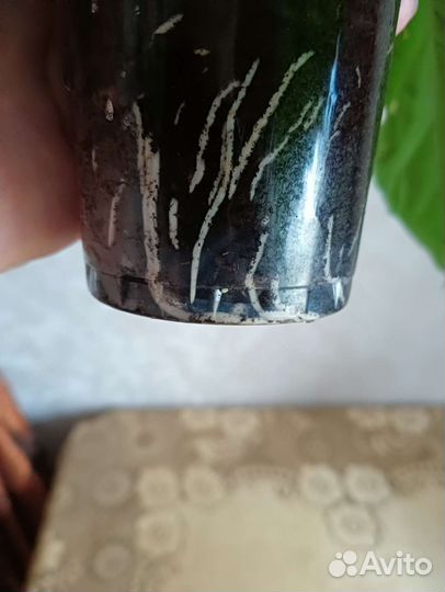 Гибискус крас. махров