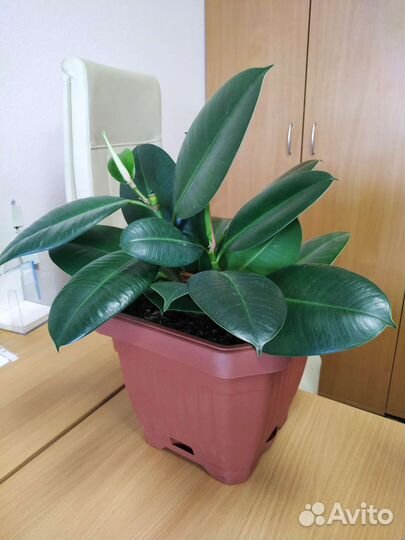 Фикус эластика