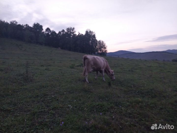 Продам двух молочных,молодых коров
