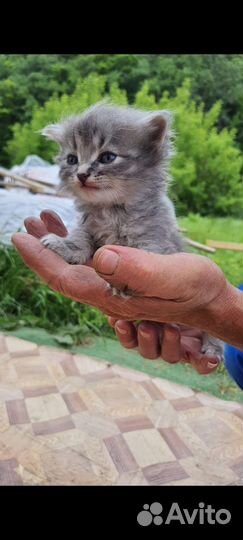 Котята в хорошие руки