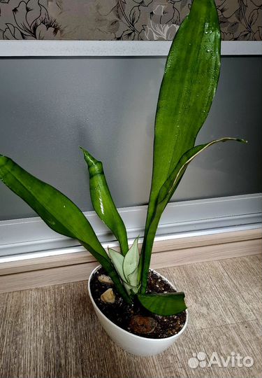 Сансевиерия муншайн