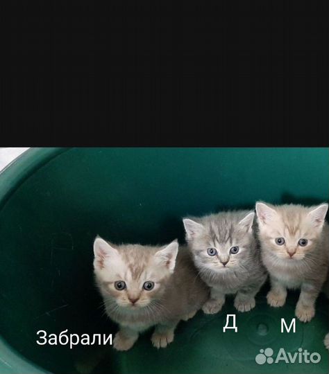 Котята от британской вислоухой кошки