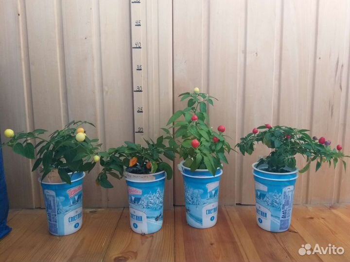 Перец комнатный острый