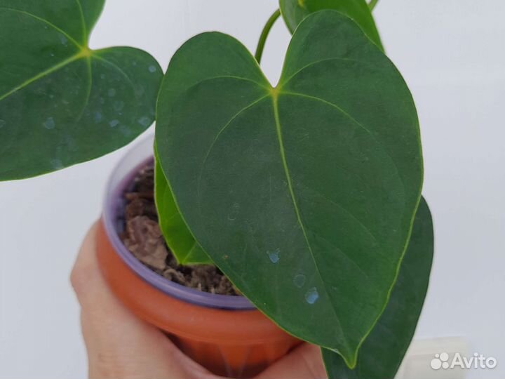 Антуриум Карма Дарк Ред