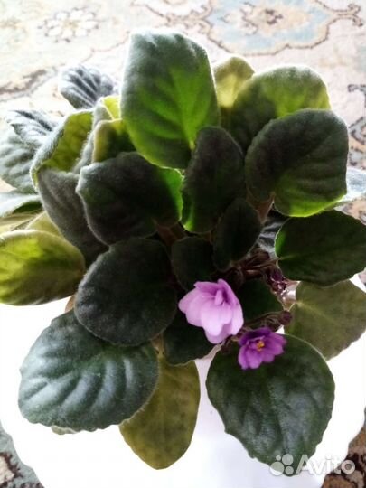 Комнатные цветы