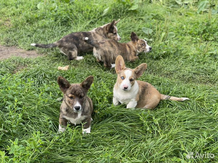 Вельш корги