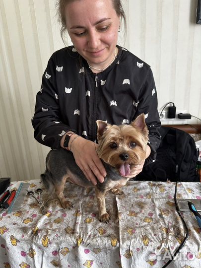 Стрижка и вычесывание животных (кошек, собак)