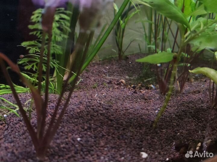 Аквариум на 300 литров со всем содержимым