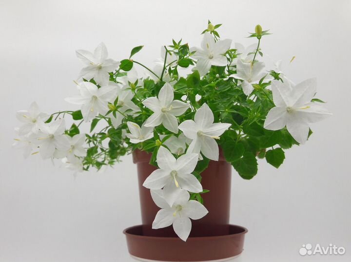 Кампанула Альба