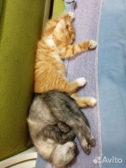 Кошки в добрые руки