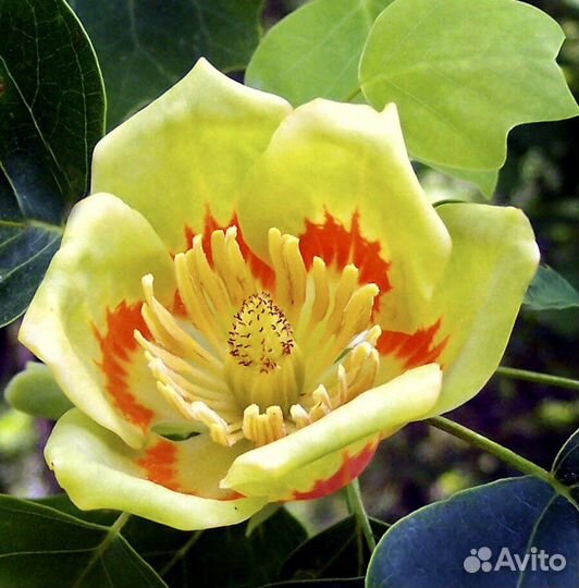 Лириодендрон тюльпановый зкс