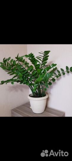 Замиокулькас