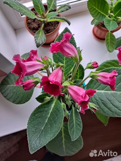 Глоксиния тидея