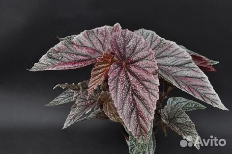 Растения комнатные разные