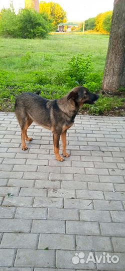 Отдам в хорошие руки щенка средней породы