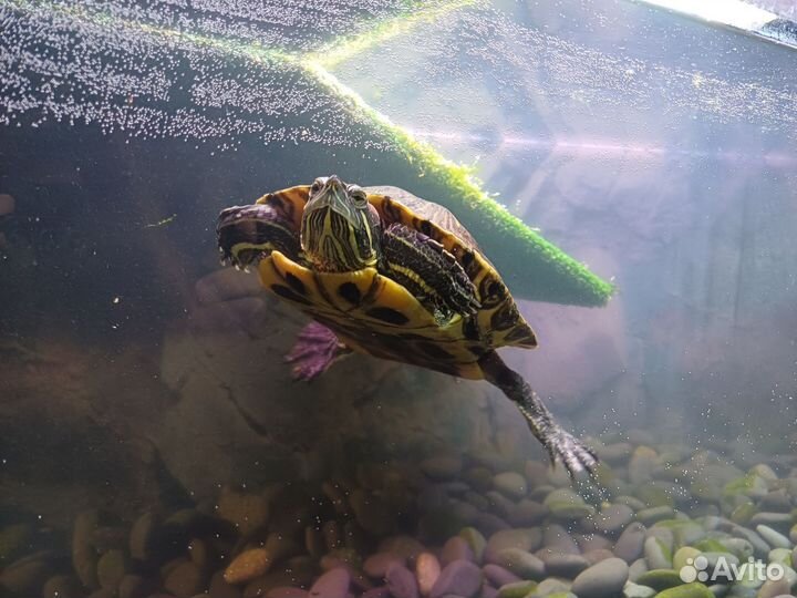 Красноухая черепаха бесплатно