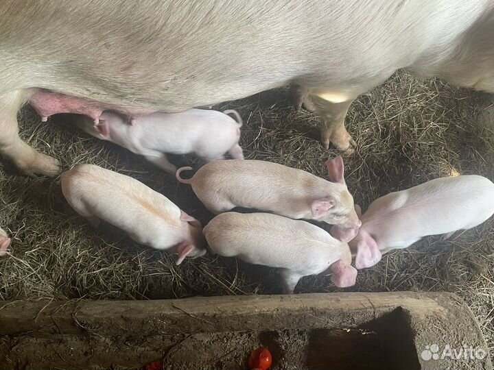 Парясята ландрас