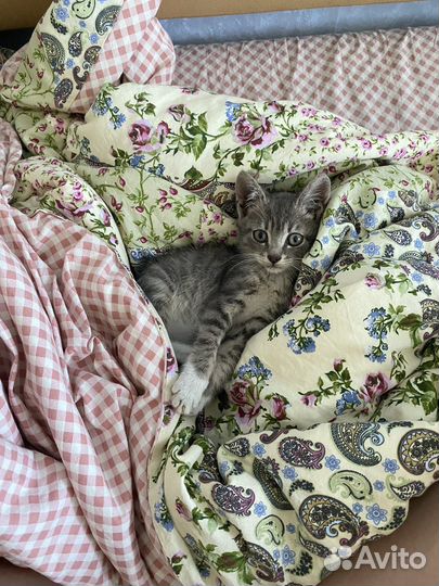 Котенок мальчик