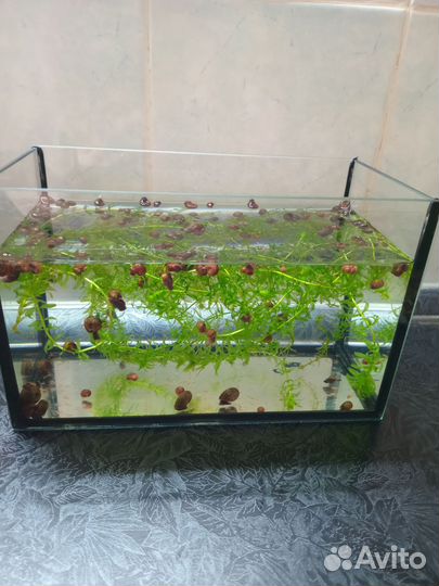 Улитки катушки и водоросли