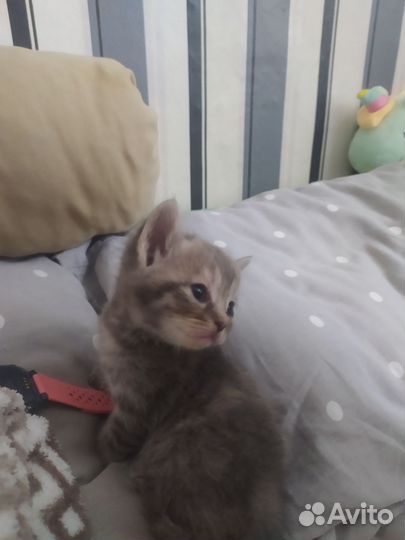 Шотландская