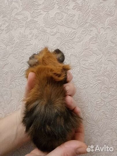 Морские свинки перуанская