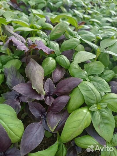 Рассада овощей