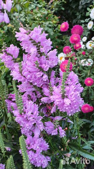 Физостегия