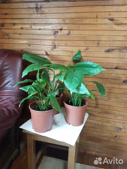 Комнатные растения