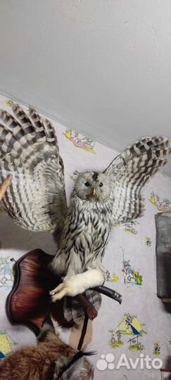 Чучела животных