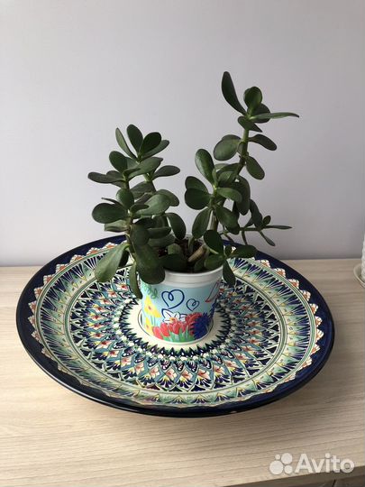 Толстянка денежное дерево