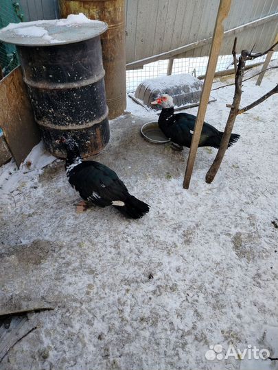 Селезень индоутки