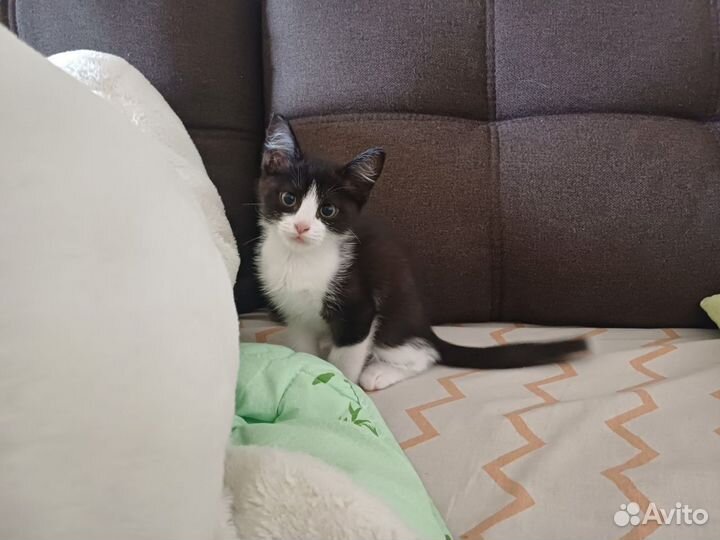 Кошка 2 месяца