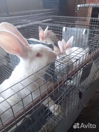 Белый Панон