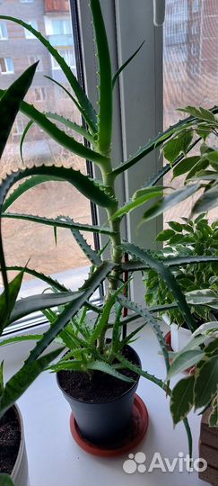 Сансевиерия и алоэ