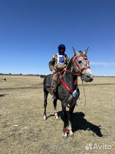 Жеребец орловский рысак