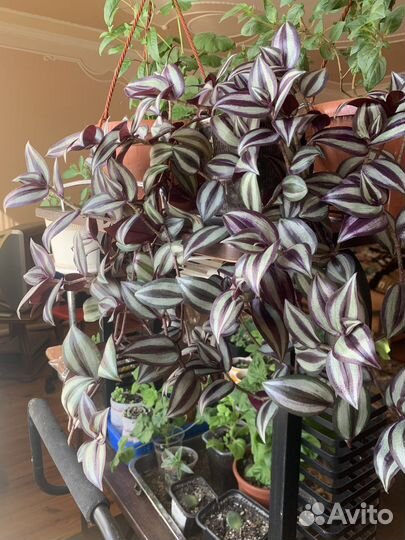 Традесканция зебрина